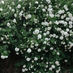 Tableau Chinois Fleur Nature