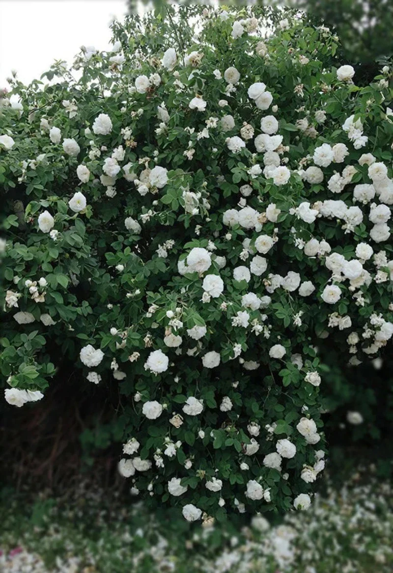 Tableau Chinois Fleur Nature