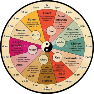 Horloge Chinoise Circadienne